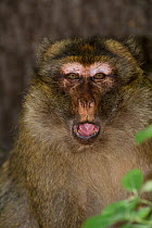 Barbary Macaque / Ape (Macaca sylvanus) male, portrait, Cedar Forests of Azrou, Atlas Mountains, Morocco, June, Endangered species