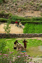 Berber women harvesting crops in the High Atlas Mountains, Morocco, June 2009