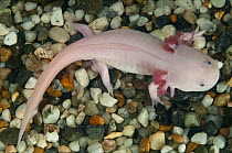 Mexican axolotl (Ambystoma mexicanum) Albino,  captive, Critically endangered