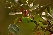 Bay-headed tanager (Tangara gyrola) feeding on berries, Mindo cloudforest, Ecuador