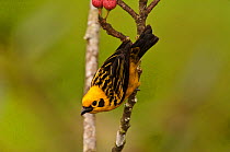 Golden tanager (Tangara arthus) Mindo cloudforest, Ecuador