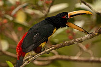 Pale-mandibled aracari (Pteroglossus erythropygius) perched, calling, Mindo cloudforest, Mindo, Choco, Ecuador, endemic