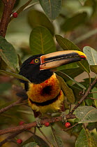 Pale-mandibled aracari (Pteroglossus erythropygius) perched in fruiting fig tree, Mindo cloudforest, Mindo, Choco, Ecuador, endemic