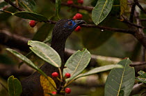 Sickle-winged guan (Chamaepetes goudotii) perched amongst berries in cloudforest, Ecuador