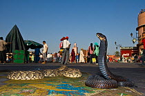 Snake charmer's Egyptian cobra (Naja haje) and African puff-adder (Bitis arietans arietans)~Djemaa el-Fna (the square), Marrakech, Morocco, June 2009