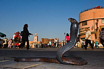 Snake charmer's Egyptian cobra (Naja haje) Djemaa el-Fna (the square), Marrakech, Morocco, June 2009