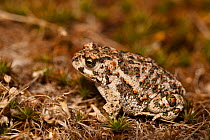 Natterjack toad (Epidalea / Bufo calamita) Natural Monument of Los Barruecos, Extremadura, Spain