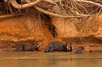 Giant Otter (Pteronura braziliensis) family at den in river bank, Pantanal, Mato Grosso, Brazil, Endangered