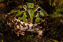 Pacific horned frog (Ceratophrys stolzmanni) in coastal dry forest, Machalilla National Park, Ecuador, South America, Vulnerable species