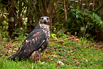 Black chested buzzard-eagle (Geranoaetus melanoleucos) captive, Podocarpus National Park, Ecuador