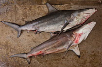 Galapagos sharks (Carcharhinus galapagensis) for sale in Puerto Lopez Fish Market, Santa Elena Peninsula, Manabi Province, Ecuador