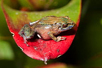 Urdaneta robber frog (Pristimantis orestes) captive, Podocarpus National Park, Ecuador