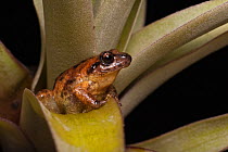 Striped robber frog (Eleutherodactylus unistrigatus) captive, Quito, Ecuador