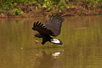 Great black hawk (Buteogallus urubitinga) fishing, Pantanal, Mato Grosso, Brazil