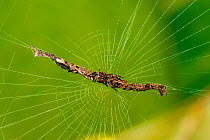 Spider (Cyclosa sp) female, well camouflaged on its web with debris as refuge, Atlantic Rainforest of Serrinha do Alambari Environmental Protection Area, Resende, Rio de Janeiro State, Brazil.
