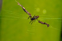Spider (Cyclosa sp) female, well camouflaged on its web with debris as refuge, Atlantic Rainforest of Serrinha do Alambari Environmental Protection Area, Resende, Rio de Janeiro State, Brazil.