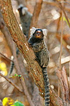 White-tufted-ear marmoset (Callithrix jacchus) in its natural habitat, Caatinga vegetation, Serra das Almas Natural Reserve, western Ceara State, northeastern Brazil.