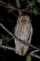 Tropical Screech Owl (Otus / Megascops choliba) perched in Caatinga vegetation at night, Serra das Almas Natural Reserve, western Ceara State, northeastern Brazil.