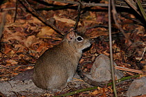 Spix's Yellow-toothed cavy (Galea spixii) in its natural habitat, Caatinga vegetation, Serra das Almas Natural Reserve, western Ceara State, northeastern Brazil.