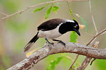 White-naped jay (Cyanocorax cyanopogon) perched in the Caatinga vegetation of Serra das Almas Natural Reserve, western Ceara State, Brazil.