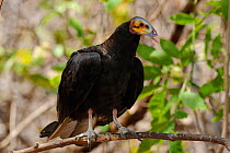 Lesser Yellow-headed vulture (Cathartes burrovianus) perched in the Caatinga forest at Serra das Almas Natural Reserve, western Ceara State, Brazil.