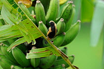 Burnished-buff tanager (Tangara cayana) perched in banana tree, in an isolated refuge of Atlantic Rainforest, Serra do Baturit, Guaramiranga, Ceara State, northeastern Brazil.