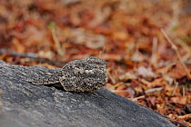 Pygmy nightjar (Caprimulgus hirundinaceus), endemic to the Caatinga, perched on rock at Hotel Pedra dos Ventos, Central Ceara State, northeastern Brazil.