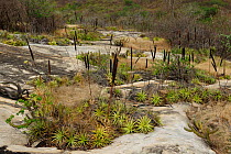 Slabstone of Caatinga vegetation covered with Macambira bromeliad (Encholirium spectabile) Hotel Pedra dos Ventos, municipality of Quixada, Central Ceara State, northeastern Brazil, December 2010