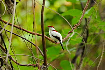 Araripe manakin (Antilophia bokermanni) critically endangered, endemic to the Araripe Highlands, at the Atlantic Rainforest, municipality of Barbalha, southeastern Cearia State, northeastern Brazil, D...