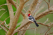 Red-cowled Cardinal (Paroaria dominicana) perched in Caatinga vegetation, at Hotel Farm Pai Mateus, near Cabaceiras town, interior of Paraaba State, Northeastern Brazil, December