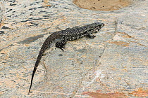 Golden Tegu Lizard (Tupinambis teguixin) on the dry bed of a river, Cabaceiras town, interior of Paraaba State, Northeastern Brazil. December