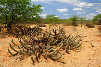 Xique-xique cactus (Pilosocereus gounellei) in the Caatinga vegetation near Cabaceiras town, interior of Paraaba State, Northeastern Brazil. December 2009