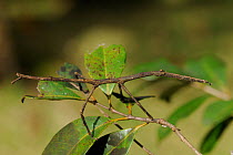 Stick Insect (Phasmidae) camouflaged on shrub, Atlantic Rainforest at Serrinha do Alambari Environmental Protection Area, municipality of Resende, Rio de Janeiro State, southeastern Brazil. June