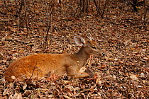 Red Brocket Deer (Mazama americana) lying down in leaf litter, Serra da Capivara National Park, municipality of Sao Raimundo Nonato, Piaua State, northeastern Brazil. July