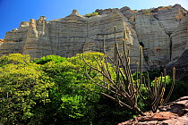Sedimentary rock conglomerate, and Facheiro cactus (Pilosocereus pyahuiensis) in Serra da Capivara National Park, municipality of Sao Raimundo Nonato, Piaua State, northeastern Brazil. July 2010