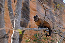 Capuchin monkey (Cebus apella libidinosus) Serra da Capivara National Park, municipality of Sao Raimundo Nonato, Piaua State, northeastern Brazil. July