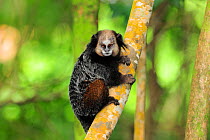 Wied's black-tufted-ear marmoset (Callithrix kuhlii) climbing lichen covered tree, in the Atlantic Rainforest of Southern Bahia, at Itacara southern Bahia State, Brazil. August