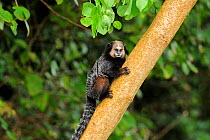 Wied's black-tufted-ear marmoset (Callithrix kuhlii) climbing tree, in the Atlantic Rainforest of Southern Bahia, at Itacara southern Bahia State, Brazil. August