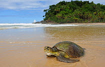 Green Turtle (Chelonia mydas) on the seashore on Prainha Beach, municipality of Itacara, southeastern Bahia State. Brazil, August