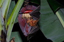 Pale Spear-nosed Bat (Phyllostomus discolor) drinking nectar from Banana flower (Musa paradisiaca) in the Atlantic Rainforest of Southern Bahia, at municipality of Itacare, Bahia State, Brazil. August
