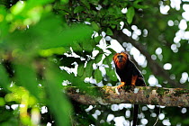 Golden-headed Lion Tamarin (Leontopithecus chrysomelas) sitting on tree branch, Atlantic Rainforest of Southern Bahia, municipality of Una, southern Bahia State, Eastern Brazil. August