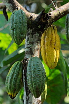 Fruits of Cocoa tree (Theobroma cacao) Atlantic Rainforest of Southern Bahia, municipality of Una, southern Bahia State, Eastern Brazil. August