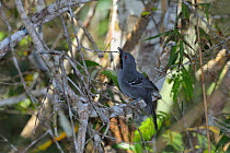 Slender Antbird (Rhopornis ardesiacus) male, perched in caatinga vegetation, in the municipality of Boa Nova, southeastern Bahia State, Brazil. September