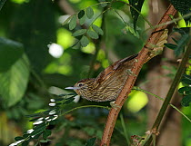 Striated softtail (Thripophaga macroura) perched in tree, Atlantic Rainforest in the municipality of Boa Nova, southeastern Bahia State, Brazil. September. Endangered, endemic