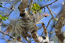 Bromeliad (Tillandsia gardner) flowering in the 'mata-de-cipo' of Caatinga region, municipality of Boa Nova, southeastern Bahia State, eastern Brazil. September