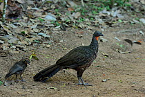 Dusky-legged Guan (Penelope obscura bronzina) female and chick, Atlantic Rainforest, Crax, near Contagem town, Minas Gerais State, Southeastern Brazil. March 2010. These birds were reintroduced