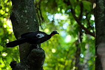Black-fronted Piping-guan (Pipile jacutinga) perched on tree, in the Atlantic Rainforest of Crax, near Contagem town, Minas Gerais State, Southeastern Brazil. March 2010. Reintroduced species. Endange...