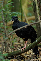 Female Red-billed Curassow (Crax blumenbachii) perched on tree in Atlantic Rainforest, Crax, near Contagem town, Minas Gerais State, Southeastern Brazil. March 2010. These birds were reintroduced