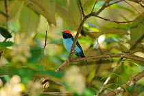 Male Blue Manakin (Chiroxiphia caudata) perched in humid Atlantic Rainforest, municipality of Boa Nova, southeastern Bahia State, Brazil. September