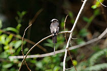 Long-tailed tyrant (Colonia colonus) male perched in branch, in the humid Atlantic Rainforest in the municipality of Boa Nova, southeastern Bahia State, Brazil. September